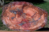 SiS: MAGNIFICENT 27" x 17" Petrified Wood Slab - PERFECT for Coffee Table Top!