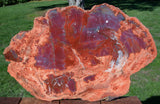 SiS: GLOWING PURPLE & ORANGE 20" Arizona RAINBOW Petrified Wood Round!