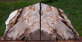 SiS: GLASSY FOSSIL CONIFER 10lb. Petrified Wood Bookends - Saddle Mtn. Wash.