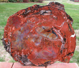 SiS: HYPNOTIC 12" Arizona Petrified Wood Conifer Round - OLD STOCK TREASURE!