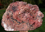 45508576