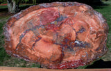 SiS: MAGNIFICENT 27" x 17" Petrified Wood Slab - PERFECT for Coffee Table Top!