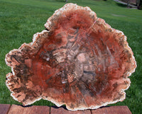 SiS: GIANT 17" SMOKE & FIRE Madagascar Petrified Wood Round - Just Incredible!!