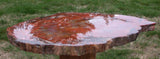 SiS: HYPNOTIC 12" Arizona Petrified Wood Conifer Round - OLD STOCK TREASURE!