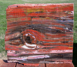 SiS: GLORIOUS 12" Arizona Rainbow Petrified Wood Slab - STUNNING RIP CUT PLANK!!