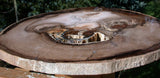 INCREDIBLE 12"+ Fossil WINGED ELM Petrified Wood Round - McDermitt, Oregon!