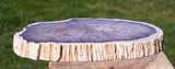 Rare & Perfect BURMESE 3 1/2" Petrified Wood Round from MYANMAR - Perfect BASRALOCUS