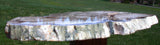 INCREDIBLY Beautiful 18" Saddle Mountain GLASS LIKE Fossil Conifer Petrified Wood Slab