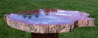 MY FAVORITE RAINBOW 11"+ Gorgeous Arizona Petrified Wood Round - Amazing Natural Art!