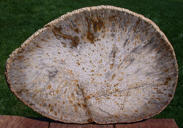 INCREDIBLE SPECKLED MASTERPIECE 14" Burmese Petrified Palm Wood Slab - Fossil Palmoxylon from Myanmar!