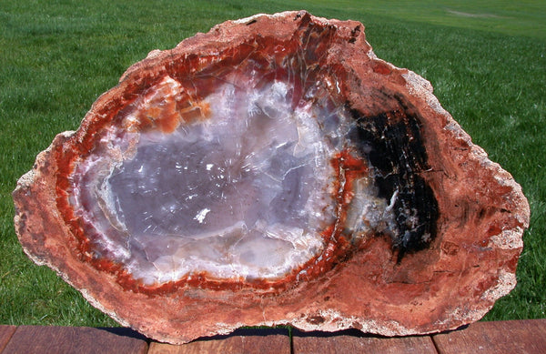 TRANSLUCENT & GLASSY 19" Arizona RAINBOW Petrified Wood Conifer Round - Truly Unique Slab!