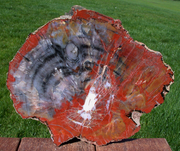MY FAVORITE RAINBOW 11"+ Gorgeous Arizona Petrified Wood Round - Amazing Natural Art!