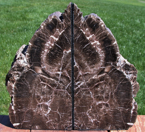 9 lb. Chinle CRYSTAL FOREST Petrified Wood Bookends - Arizona Fossil Gemstone!