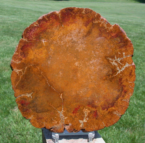 Rare & Perfect 6.5" Petrified Oregon TEMPSKYA TREE FERN Round - My Best Tempskya!