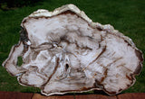 INCREDIBLY Beautiful 18" Saddle Mountain GLASS LIKE Fossil Conifer Petrified Wood Slab