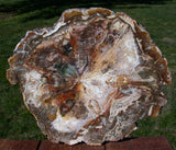 Natural Fossil Art in Stone - 13" Madagascar Petrified Wood Round - GORGEOUS COLORS!