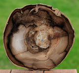 INCREDIBLE 12"+ Fossil WINGED ELM Petrified Wood Round - McDermitt, Oregon!
