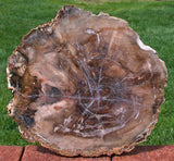 EARTH TONED 10" Madagascar Araucaria Petrified Wood Slab - EXCELLENT Preservation!