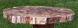 EARTH TONED 10" Madagascar Araucaria Petrified Wood Slab - EXCELLENT Preservation!