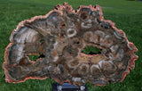 OUTSTANDING Color 10"+ African Rhexoxylon Mirror Polished Slab RARE & ANCIENT