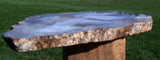 DRAMATIC 10" Hubbard Basin Petrified Wood Round - Beautiful SKY BLUE Full Cross Section Slab!