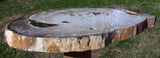 HUGE & IMMACULATE 17" Yakima Valley Petrified Wood Round - Fossil BASSWOOD!
