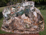 EXQUISITE COLOR 14" Madagascar Petrified Wood Round -  Crystals, Green & More!
