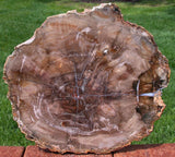 EARTH TONED 10" Madagascar Araucaria Petrified Wood Slab - EXCELLENT Preservation!