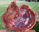 SPECTACULAR COLOR EXPLOSION 16" Arizona Petrified Wood Conifer Round Fossil Art!