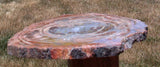 COLORFUL 11"+ ARIZONA Petrified Wood Round - Desert SUNBURST!