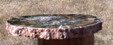 SiS: DRAMATIC PERFECTION African WOODWORTHIA Petrified Wood 6" Round