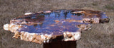 DARK & COLORFUL 11" Hubbard Basin Petrified Wood Round