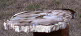 GORGEOUS & GLASSY 7"+ Saddle Mtn., WA Petrified Wood Round!