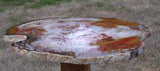 TRULY MAGNIFICENT Large 18" Petrified Wood Round from CHINA!!