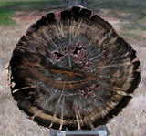 SiS: DRAMATIC PERFECTION African WOODWORTHIA Petrified Wood 6" Round