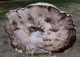 GORGEOUS & GLASSY 7"+ Saddle Mtn., WA Petrified Wood Round!