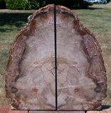 EXQUISITE QUALITY 11+ lb. Petrified Wood Bookend Set - Beautiful Fossil Log!!