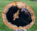 SiS: BEAUTIFUL 7" Petrified Wood Specimen - FOSSIL MERANTI - Indonesia