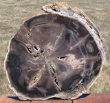 SiS: PRISTINE 14" SYCAMORE Petrified Wood Round - GORGEOUS SWEET HOME SPECIMEN!
