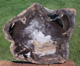 SiS: STUNNING 15" Cottonwood Slab - Sweet Home Petrified Wood EXQUISITE SLAB!