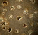 SiS: 11" BURMESE Petrified Palm Wood Specimen Slab w/ MICRO-GEODES! -Palmoxylon