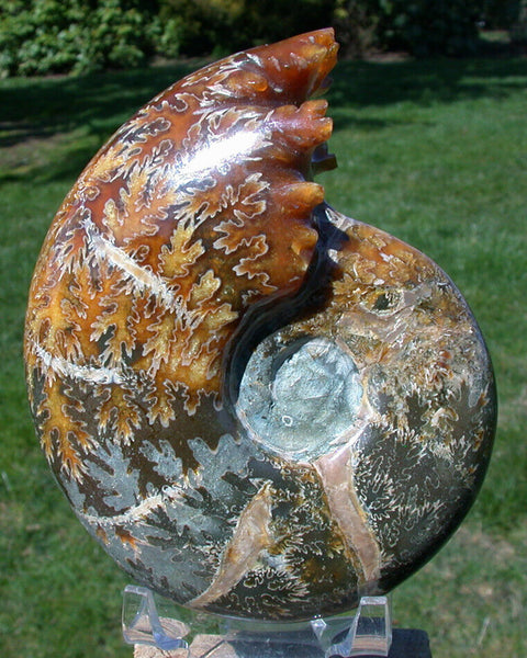 SiS: EXQUISITE FAT Puzosia 5" Ancient Ammonite - Sutured Fossil Gemstone!!