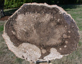 SiS: 11" BURMESE Petrified Palm Wood Specimen Slab w/ MICRO-GEODES! -Palmoxylon