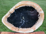 GORGEOUS STAR FIELD 15" Petrified Palm Wood Specimen Slab - Fossil Palmoxylon from Sumatra!