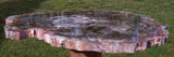 RARE 17" Arizona FUNGUS INVADED Petrified Wood - Full Round Museum Piece!