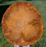 Rare & Perfect 7" Petrified Oregon TEMPSKYA TREE FERN Round - My Best Tempskya!