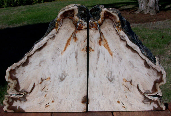 SIMPLY MAGNIFICENT 15+ lb. Petrified Wood Bookends - Saddle Mtn. Wash.