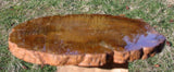 Rare & Perfect 7" Petrified Oregon TEMPSKYA TREE FERN Round - My Best Tempskya!