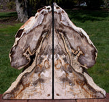 SiS: DRAMATIC ANCIENT FOSSIL CONIFER Petrified Wood Bookends - Saddle Mtn. Wash.