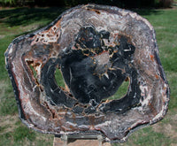 SiS: Unusual Dark Charcoal Black 8"+ Madagascar Petrified Wood Round - AMAZING!